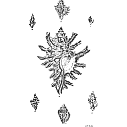 Murex shell 05