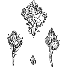 Murex shells 10