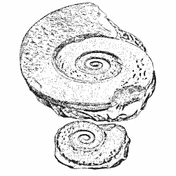 Flat fossil spirals 01