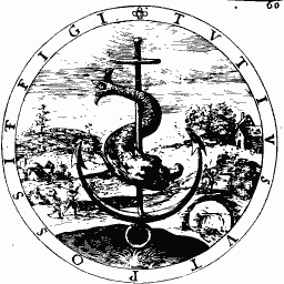 Dolphin round an anchor