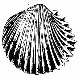 Ribbed cockle shell 02 - General Conchology - 1835