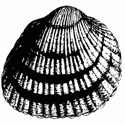 Ribbed cockle shell 03 - General Conchology - 1835