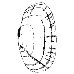 Coiled shell outline 01 - General Conchology - 1835