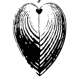 Heart-shaped cockle shell 02