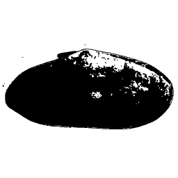 Smooth dark bivalve 02 - General Conchology - 1835