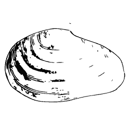 Smooth bivalve outline 02 - General Conchology - 1835