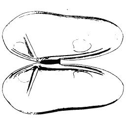 Paired shell valves 02