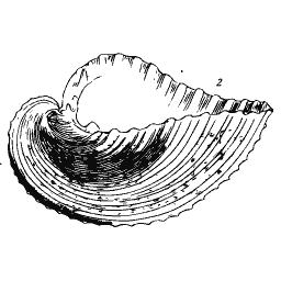 Coiled shell outline 02 - General Conchology - 1835