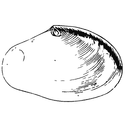 Smooth bivalve outline 03 - General Conchology - 1835