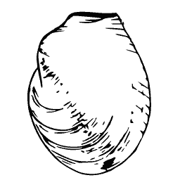 Smooth bivalve outline 04 - General Conchology - 1835