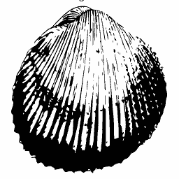 Ribbed cockle shell 07 - General Conchology - 1835