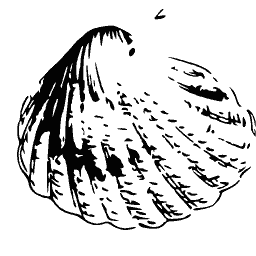 Ribbed shell fragment