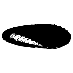 Dark long bivalve - General Conchology - 1835