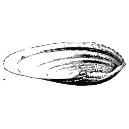 Long bivalve outline - General Conchology - 1835