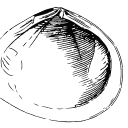Bivalve shell outline 02