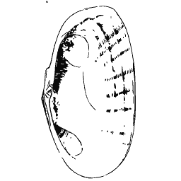 Bivalve shell outline 03