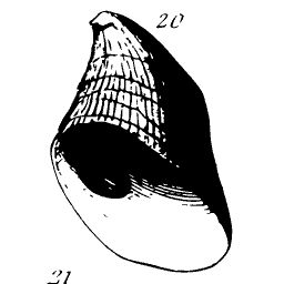 Ribbed cap shell