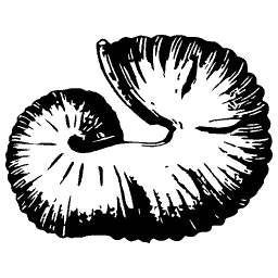 Coiled ram's horn shell