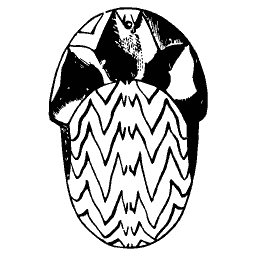 Zigzag marked shell