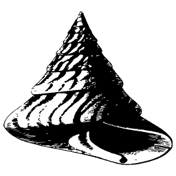 Ribbed spire shell 01