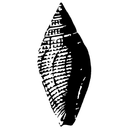 Marked olive shell 01