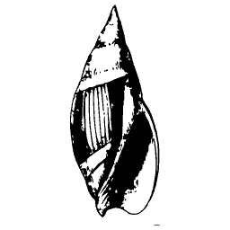 Marked olive shell 02
