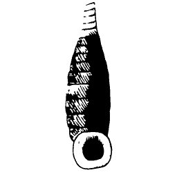 Auger shell