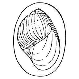 Snail shell outline in an oval