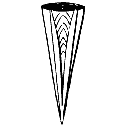 Tusk shell outline