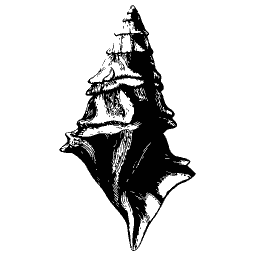 Ribbed murex shell
