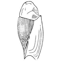 Smooth spindle shell outline