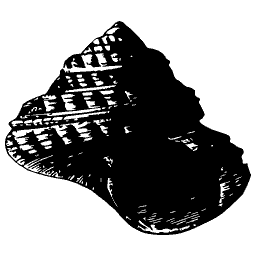 Knobbed top shell 01