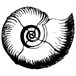 Ribbed coiled shell 01