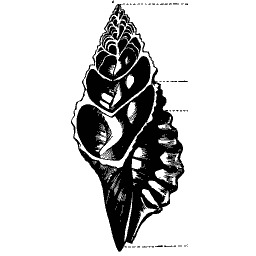 Ribbed spire shell 03