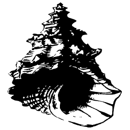 Knobbed spire shell 01