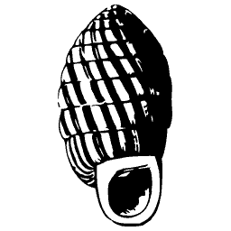 Ribbed shell with a hole