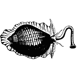 Bivalve with a siphon