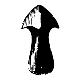 Shell in section