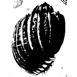 Ribbed bivalve shell