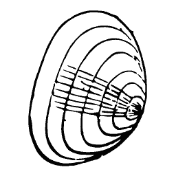 Coiled shell outline 03