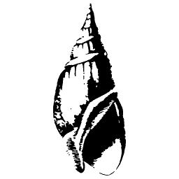 Ribbed spire shell 04