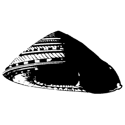 Marked bivalve shell