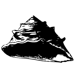 Knobbed top shell 02