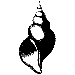 Ribbed spire shell 05