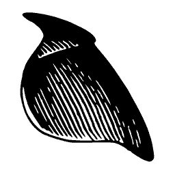 Dark wedge shell