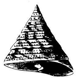 Banded top shell 01