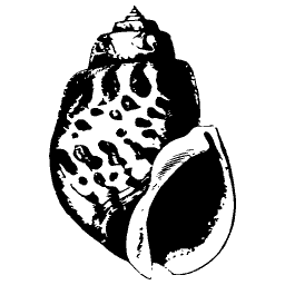 Knobbed top shell 03