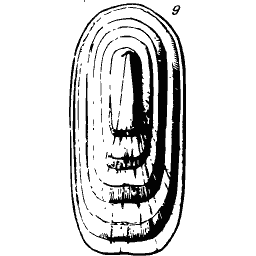 Layered bivalve shell