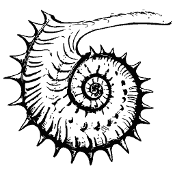 Spined coiled shell