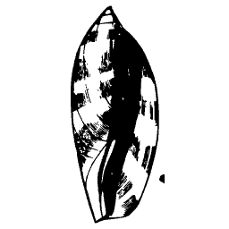 Marked olive shell 03
